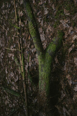 Obraz premium Natural Tree Bark