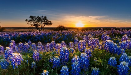 texas bluebonnets at sunset