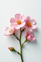 Fototapeta premium Delicate flower blooms on a crisp white surface, botanical, nature