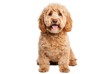 Fototapeta premium Adorable fluffy labradoodle puppy sitting and smiling happily, cut out