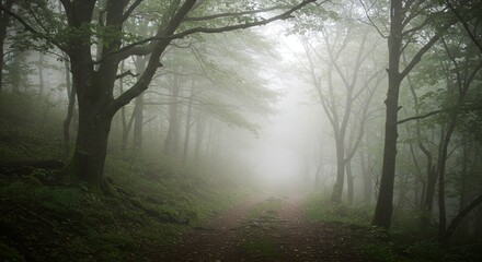 Mystical Foggy Forest Path Serene Nature Trail in Misty Woods