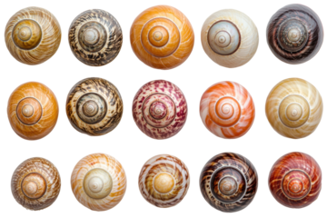 Diverse collection of colorful snail shells displaying intricate patterns and unique textures, cut out