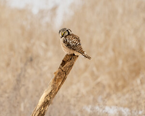 Northern Hawk Owl