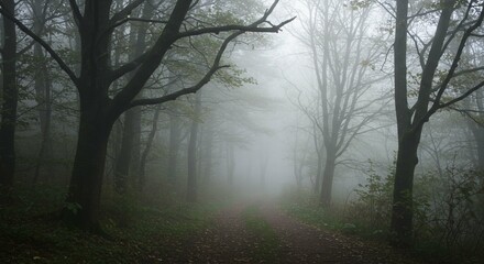 Mysterious Foggy Forest Path Serene Woodland Trail on Misty Morning