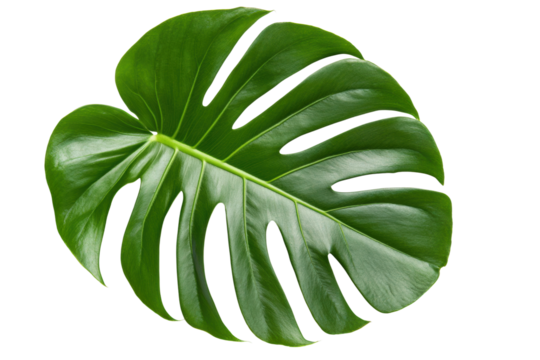 Vibrant green monstera leaf with distinctive split pattern on black background, cut out