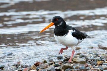 Oystercatcher (Haematopus Ostralegus)