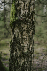 Natural Tree Bark
