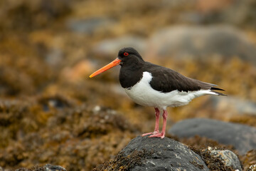 Oystercatcher (Haematopus Ostralegus)
