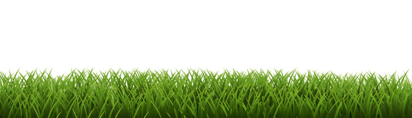 Green Grass Border Isoalated White Background