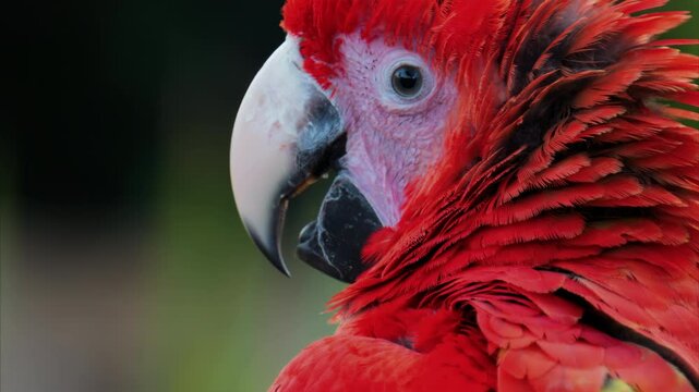 Close up of a red Macaw bird on a blurred background