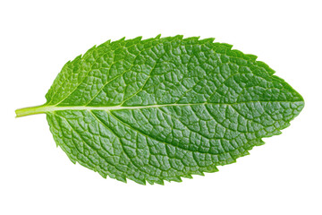 Obraz premium Close-up of fresh green mint leaf on black background, cut out