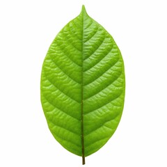 Obraz premium green cocoa leaf in a white background