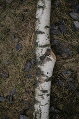 Wild Forest Trees