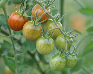 Cherry Tomato Gradient