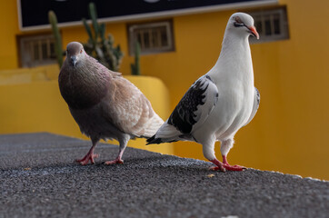 two pigeons on a wall 