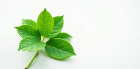 Fototapeta premium Delicate green leaves folded like a tiny umbrella on white background, botanical, white, plant