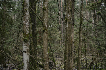 Close-up of Tree