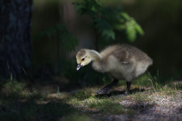 Gosling