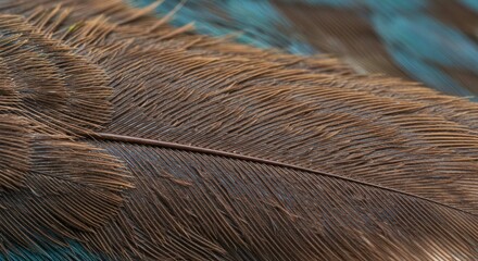 Detailed Close up of a Brown Bird Feather with Subtle Teal Hues Natural Texture