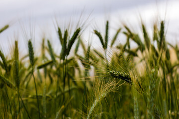 Close-Up of Wheat Stalks in a Vibrant Green Field Under the Sky