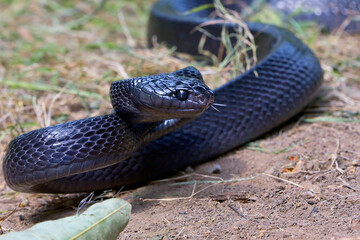 Big black boiga snake attack aggressively	