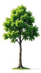 Fototapeta premium A single tree branch isolated on white background, trees, nature, wood