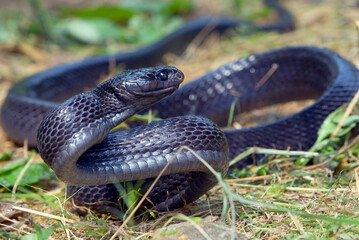 Big black boiga snake attack aggressively	