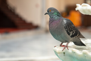 Pigeons Playing in a Historic Courtyard Fountain
