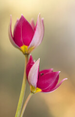 Naklejka premium Tulipany botaniczne, tapeta, dekoracja.