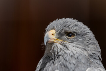 Blaubussard