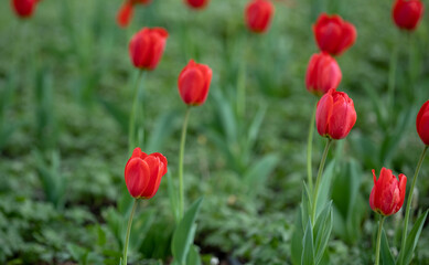 Vivid Red Tulips Blooming in a Green Lush Garden of Spring