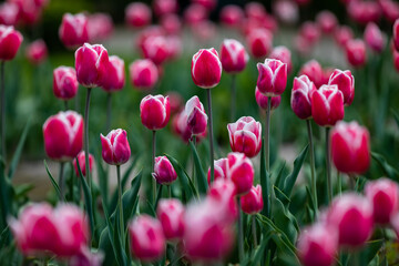 Blooming Orange, Magenta, Red Color Tulip Flowers.