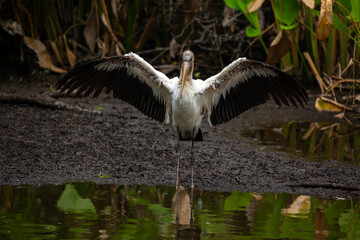 A wood stork spreads its wings at Fakahatchee Strand Swamp in Naples, FL
