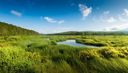 Obraz premium landscape of wetland on a clear summer day