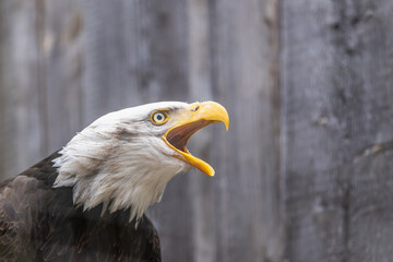 Weißkopfseeadler