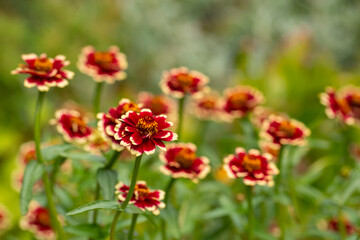 Colorful red and yellow-tipped flowers in late summer
