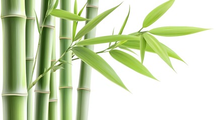 Green Bamboo Stalks with Fresh Leaves Growing Naturally Against a White Background