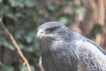 Blaubussard