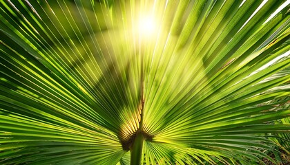 sunlight shining through green palm leaf blurred background