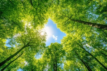 Sunlight filtering through dense green tree canopy