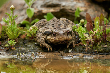 zapo común o zapo europeo (Bufo bufo)