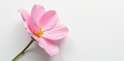 Fototapeta premium Delicate pink flower blooms solo on white canvas, isolated, bloom