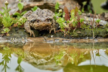  zapo común o zapo europeo (Bufo bufo)