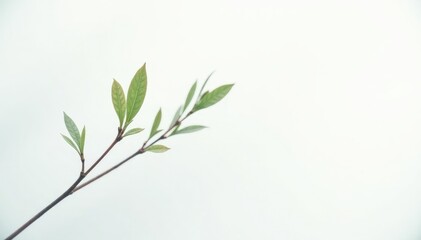 Delicate branch with slender leaves against a white background, delicate, white