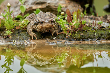 zapo común o zapo europeo (Bufo bufo)