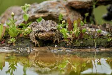zapo común o zapo europeo (Bufo bufo)