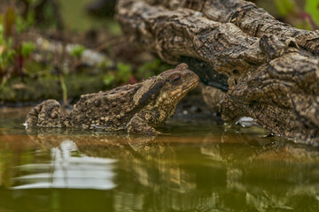 zapo común o zapo europeo (Bufo bufo)