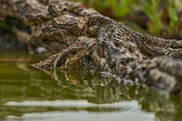 zapo común o zapo europeo (Bufo bufo)