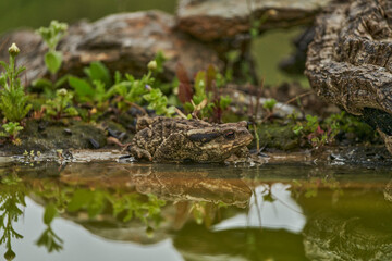 zapo común o zapo europeo (Bufo bufo)