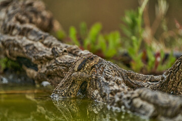  zapo común o zapo europeo (Bufo bufo)
